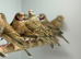 Cut throat finch