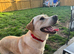 Gorgeous 12 month old male Labrador