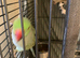 Pair of Ringneck