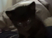 Binx