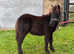 Standard Shetland Gelding Yearling