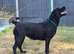 KC Registered- 2 Year Old Female Lab