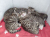 Beautiful Tabby Kittens For Sale