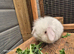 5mth old believed to be male
