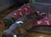 Beautiful ugly French bulldog female
