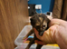 Adorable kittens