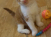 Ginger and white boy kitten