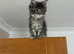 Maincoones Kittens