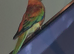Male red rumped parrot