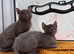 Lykoi girls