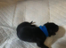 Black German Shepherd pups