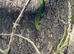 1 male and 3 female group of giant day geckos