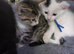 Gorgeous kittens ready to reserve