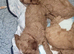 F1 Cavapoo