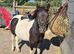 Magnus piebald Dartmoor hill pony
