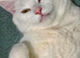 Two adorable very affectionate sister for sale 9 weeks old