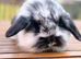 4 mini lion lop rabbits