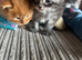 Full Maine Coon Kittens For Sale - 5 left