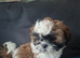 Shih-Tzu puppies.