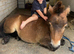 Miniature Shetland (non reg)