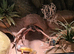 Pablo Adult Male Leopard Gecko & Enclosure