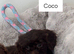 Stunning litter of 5 F1 cockapoo puppies
