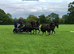 13.3 14 year old ride and drive Hackney x Welsh gelding