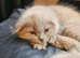 Ragdoll x scottish fold