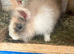 Angora buck/vaccinated