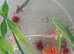 Axolotl babies
