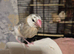 Java finches 2026