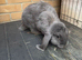 French Lop Doe