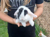 Male young mini lops