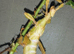 Adult Macleay's stick insect
