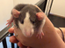 5 Boys 2 Girls available