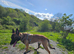 Belgian malinois male