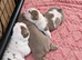 Beautiful English Bulldog Girl