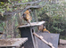 Reeves Pheasants