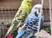 Baby Budgies