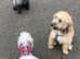 Dog walking and sitting service