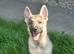 Silver sable german shepherd female pup