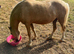 Palomino filly