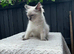 Ragdoll kittens