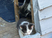 Three kittens, two female one male