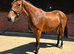Well handled Irish Sports Horse Filly