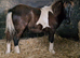Beautiful chunky coloured filly