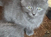 Farm reared kittens ready now