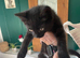 One kitten for sale