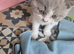 Full Britishshort kittens olny 1 boy ready now