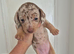 Mini dachshund